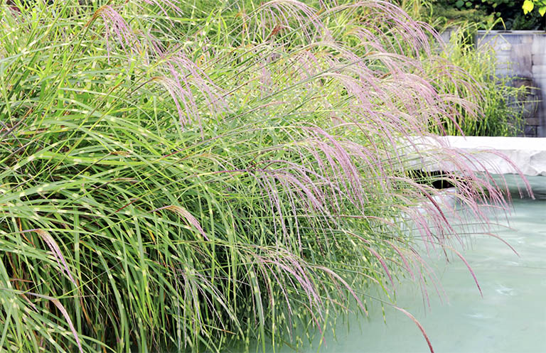 千层石景观.jpg 千层石景观