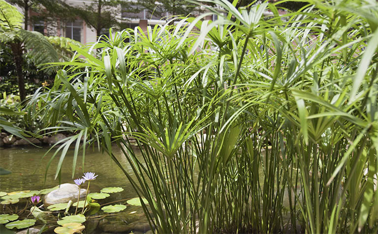 千层石景观.jpg 千层石景观