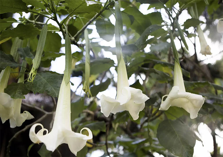 千层石景观.jpg 千层石景观