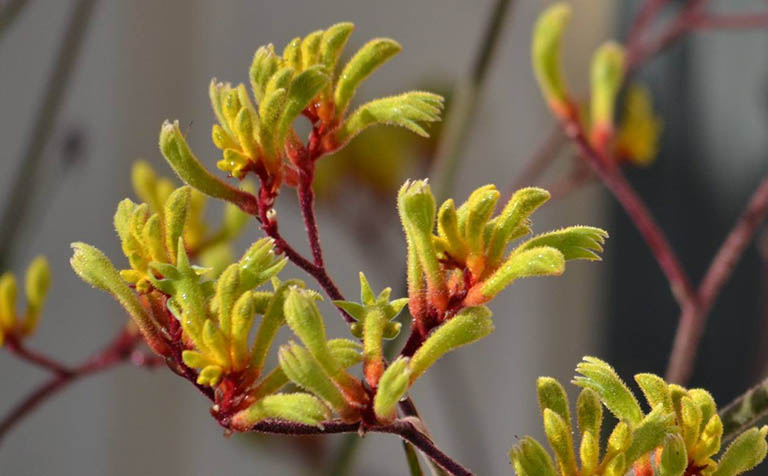 千层石景观.jpeg 千层石景观