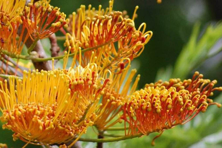 千层石景观.jpeg 千层石景观