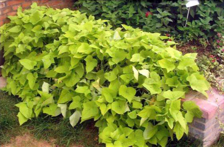 千层石景观.jpeg 千层石景观