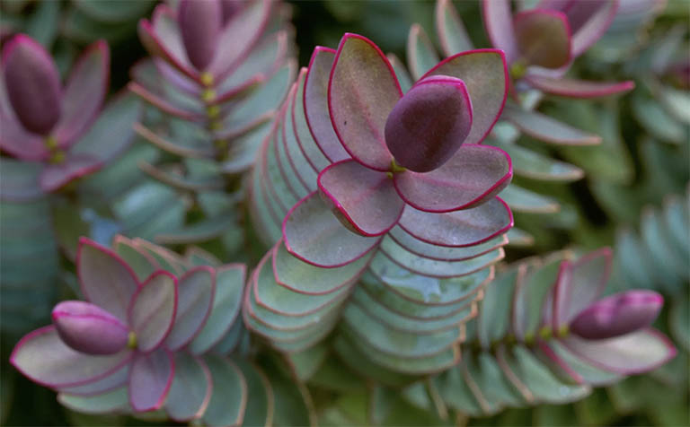 千层石景观.jpg 千层石景观