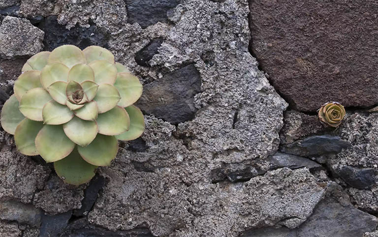 千层石景观.jpg 千层石景观