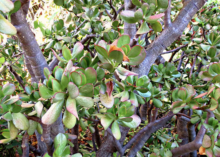 千层石景观.jpg 千层石景观