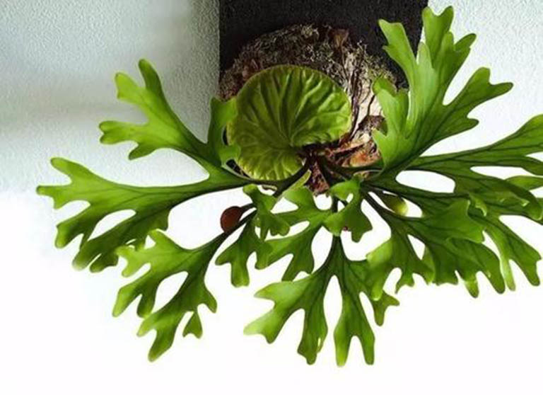 千层石景观.jpg 千层石景观