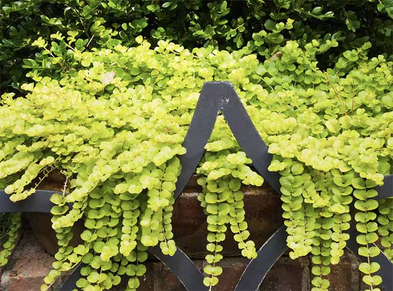 千层石景观.jpg 千层石景观