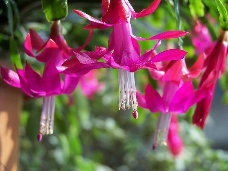 仿真树.jpeg 仿真树