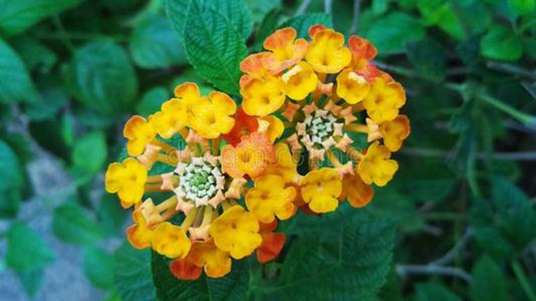 仿真树.jpg 仿真树