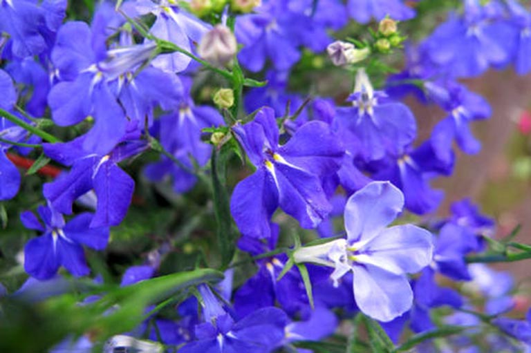 仿真树.jpg 仿真树