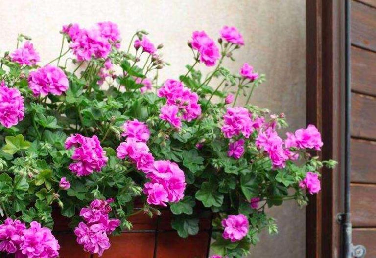 仿真树.jpeg 仿真树