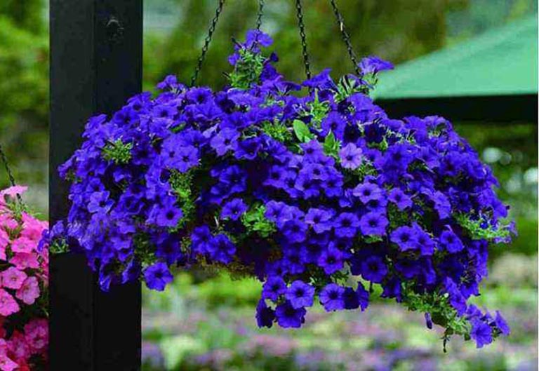 仿真树.jpeg 仿真树