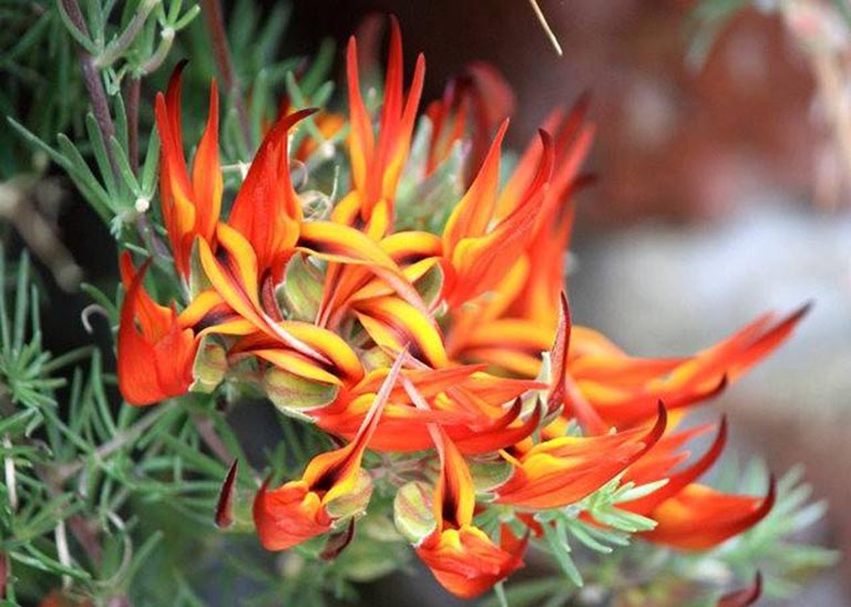 仿真树.jpeg 仿真树