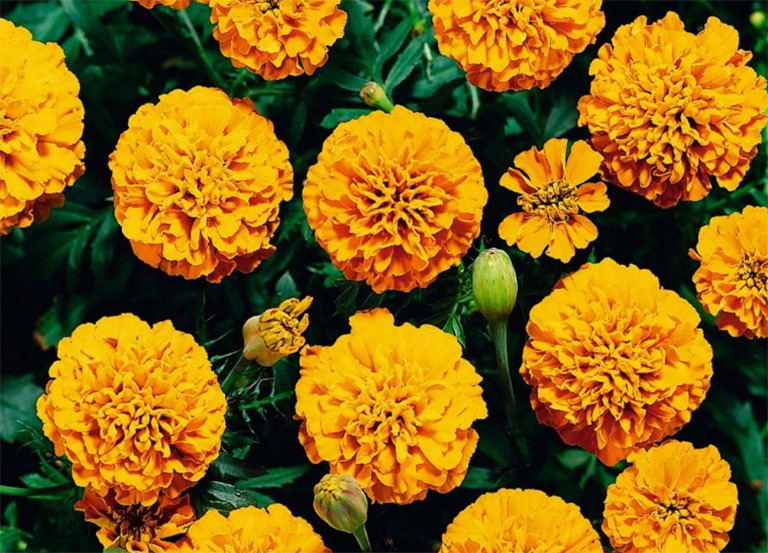 万寿菊.jpg 万寿菊