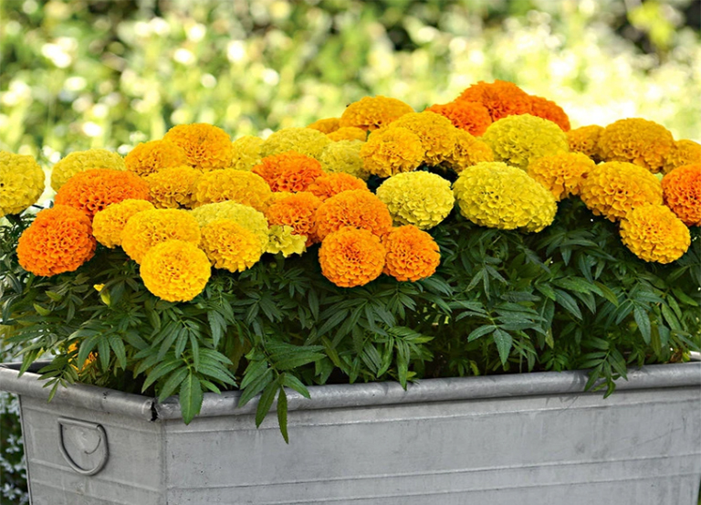 万寿菊.jpg 万寿菊