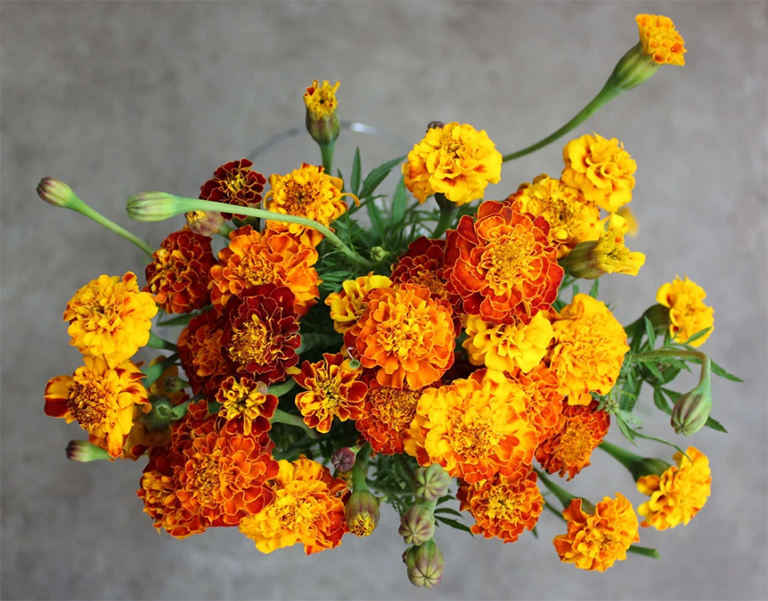 万寿菊.jpg 万寿菊