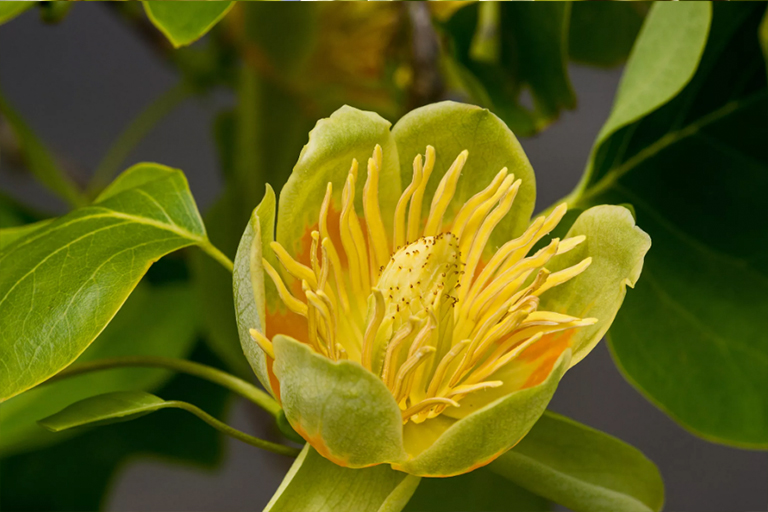 黄杨树.jpg 黄杨树