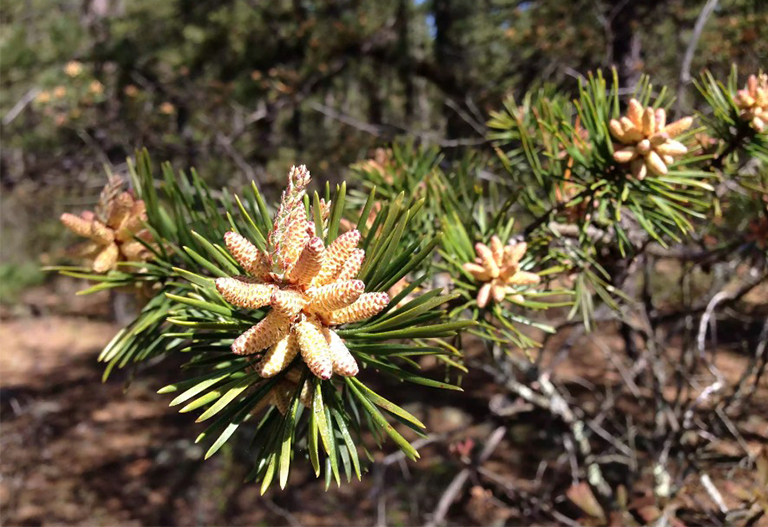 弗吉尼亚州松果和针叶.jpg 弗吉尼亚州松果和针叶