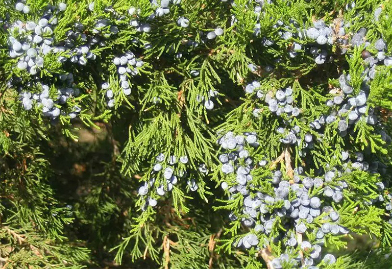 东部柳杉树莓果.jpg 东部柳杉树莓果