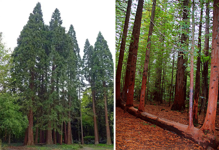 红木树.jpg 红木树