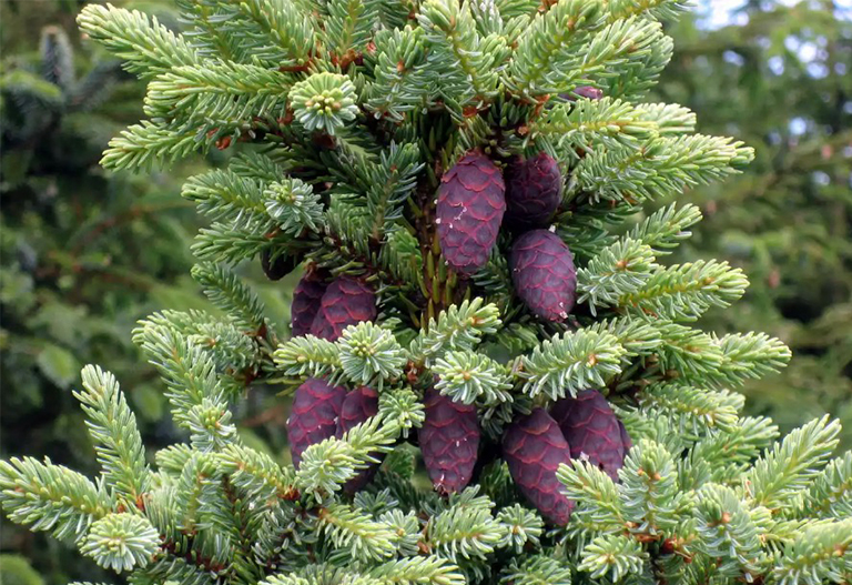 与松果的黑云杉的树枝.jpg 与松果的黑云杉的树枝