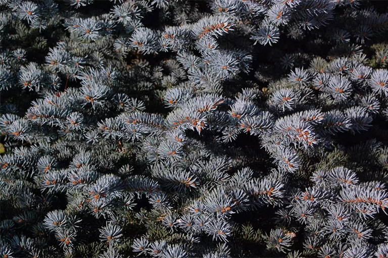 科罗拉多州蓝色云杉树.jpg 科罗拉多州蓝色云杉树