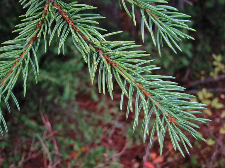 恩格曼云杉的树枝.jpg 恩格曼云杉的树枝g