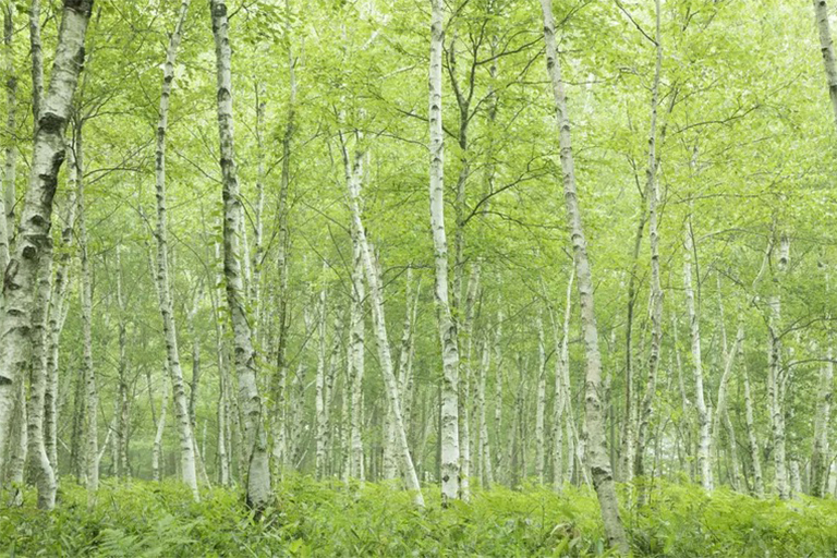 区分硬木和软木树.jpg 区分硬木和软木树