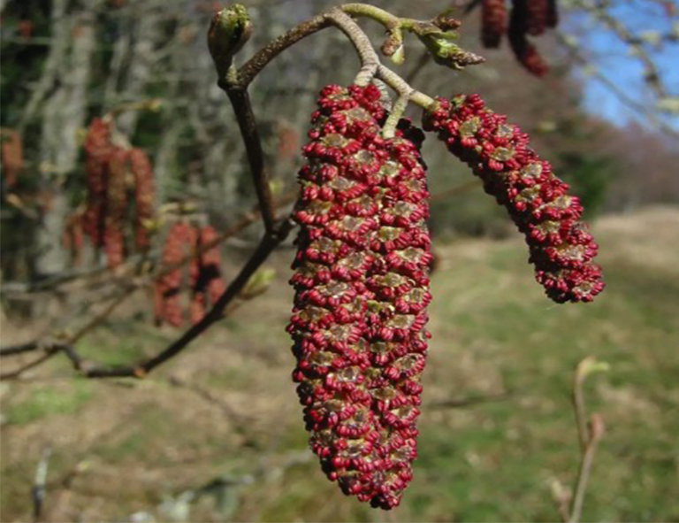 红al木树.jpg 红al木树