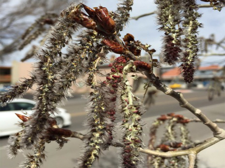 震动白杨柳絮.jpg 震动白杨柳絮