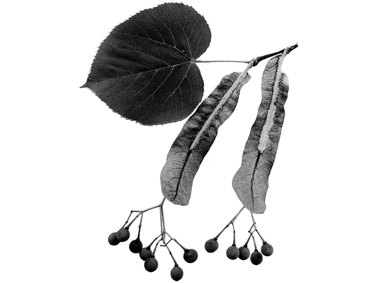 美国山毛榉叶子.jpg 美国山毛榉叶子