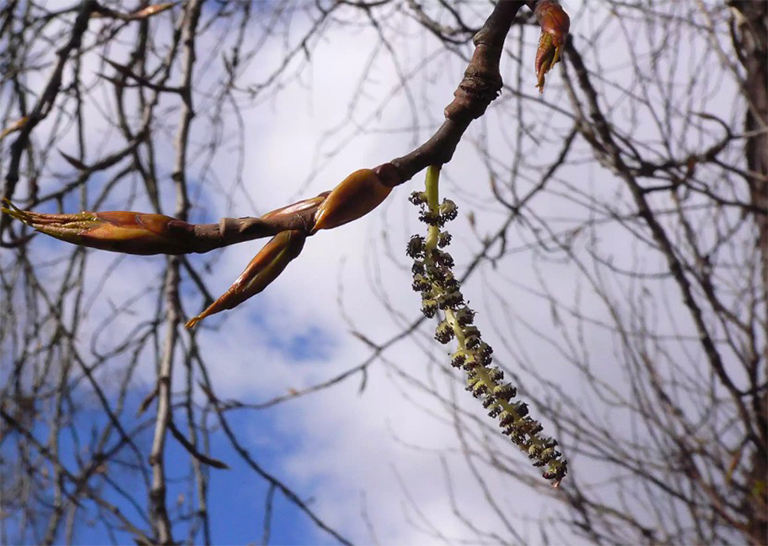 黑杨木柳絮和叶芽
