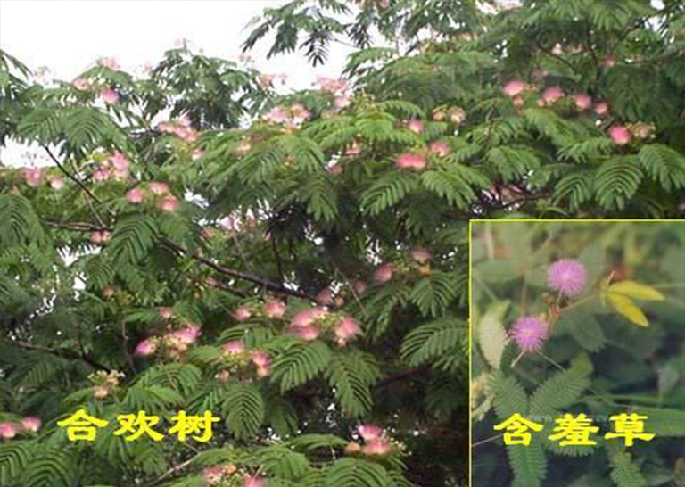 合欢树.jpg 合欢树