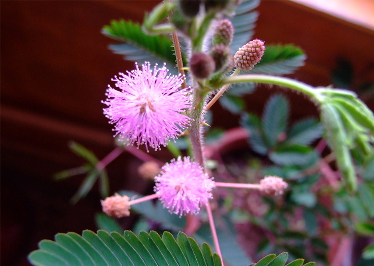 合欢树.jpg 合欢树