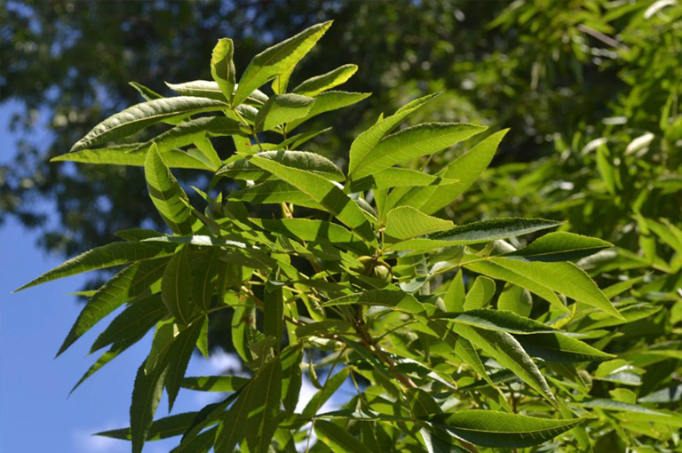 胡桃木山核桃与发展坚果的分支.jpg 胡桃木山核桃与发展坚果的分支