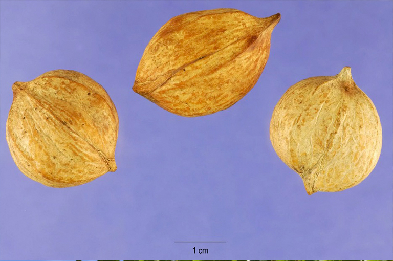 胡桃木坚果.jpg 胡桃木坚果