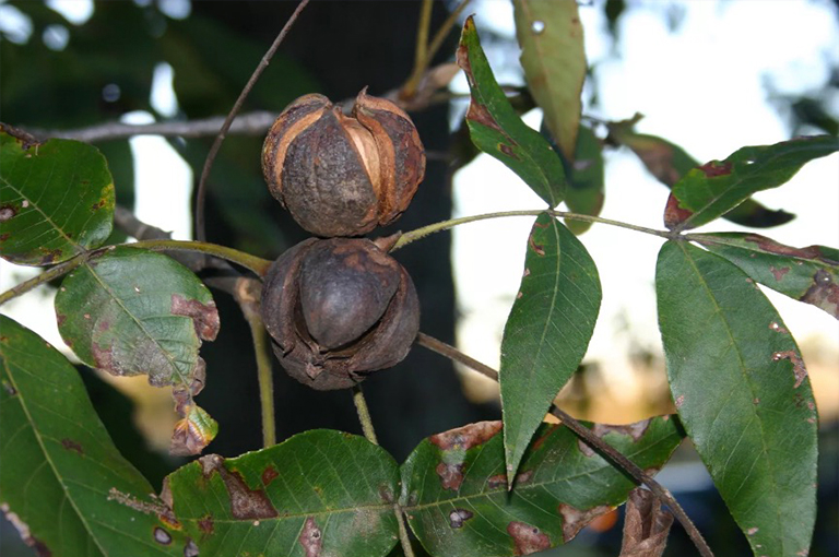 Shagbark山核桃坚果.jpg Shagbark山核桃坚果