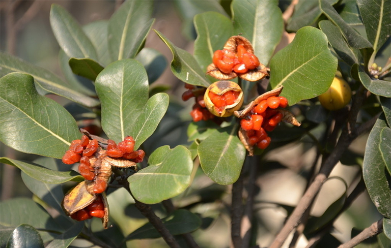 树木种子繁殖要点.jpg 树木种子繁殖要点