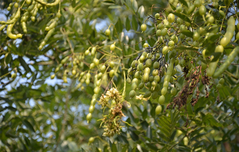 树木种子繁殖要点.jpg 树木种子繁殖要点