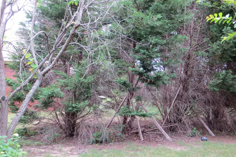 院子里坏掉的树.jpg 院子里坏掉的树