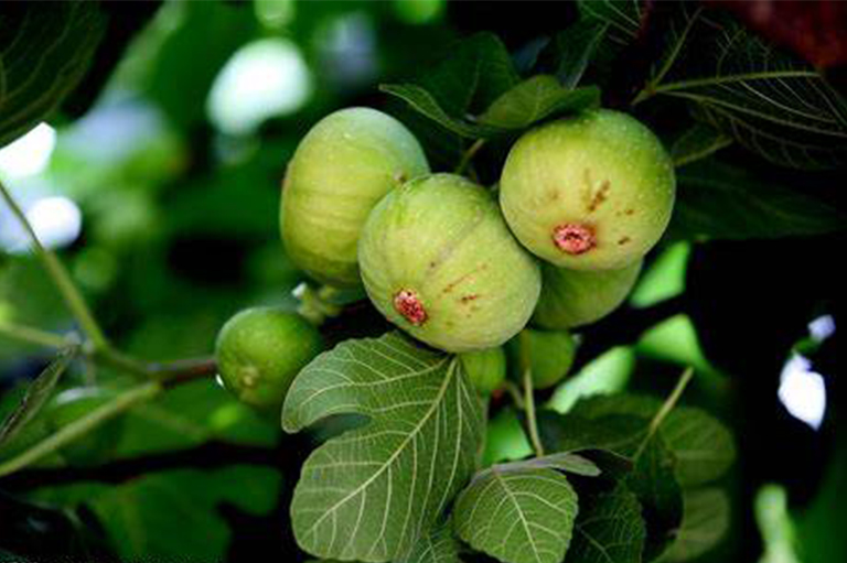 无花果树.jpg 无花果树