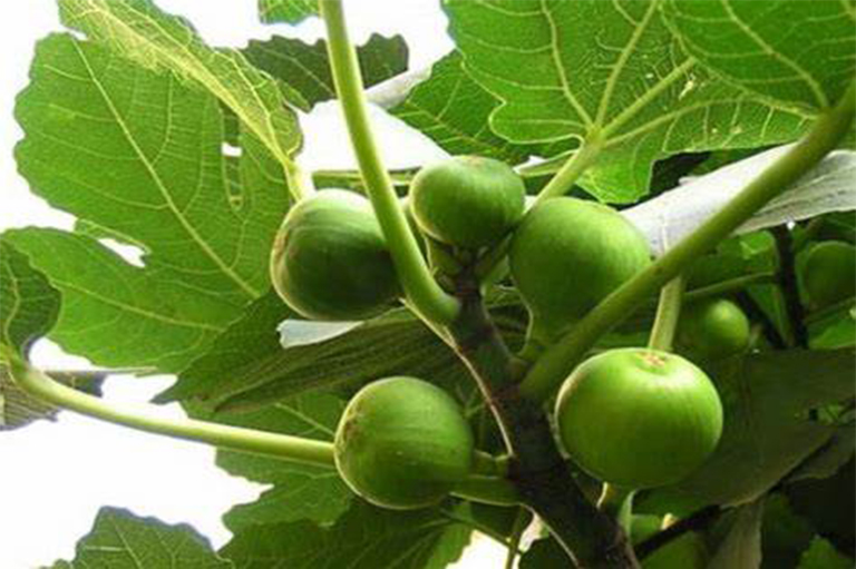 无花果树.jpg 无花果树