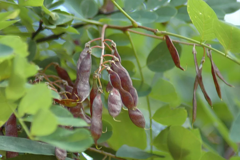 黑刺槐种子和叶子.jpg 黑刺槐种子和叶子