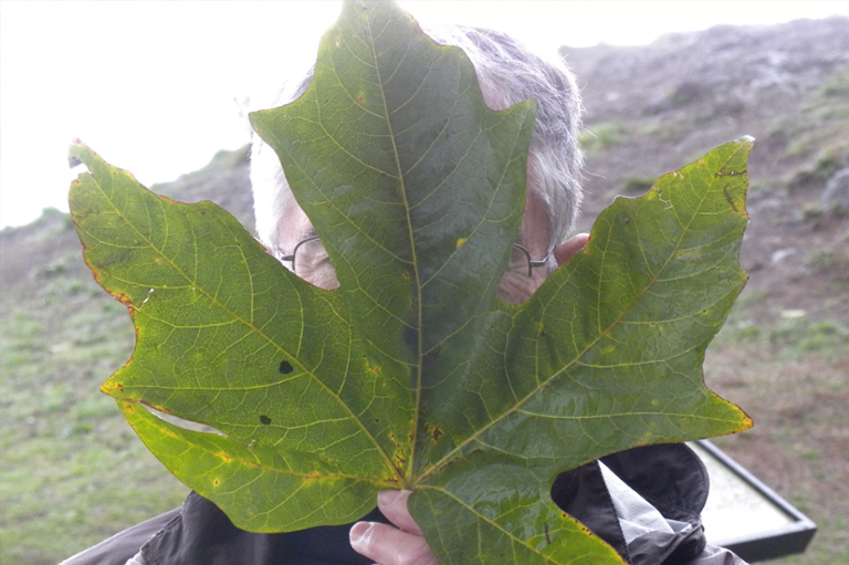 男子手持bigleaf枫叶.jpg 男子手持bigleaf枫叶