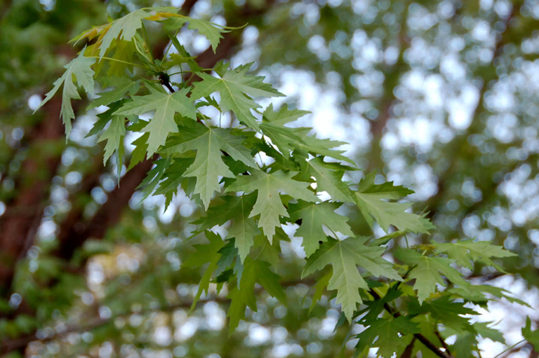 银枫叶.jpg 银枫叶