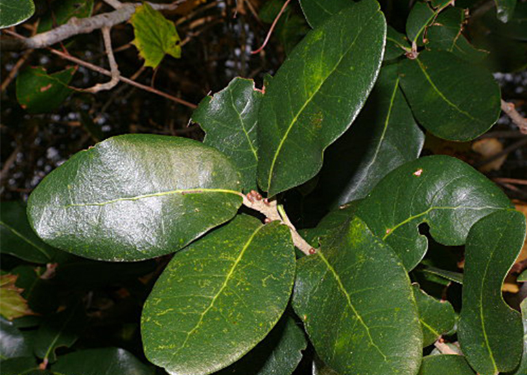 月桂树橡树叶，树枝和坚果