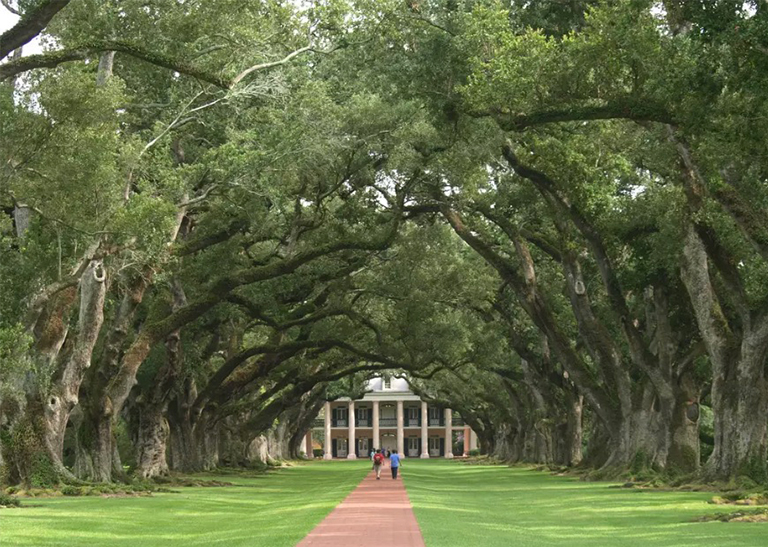 南部种植园的橡树