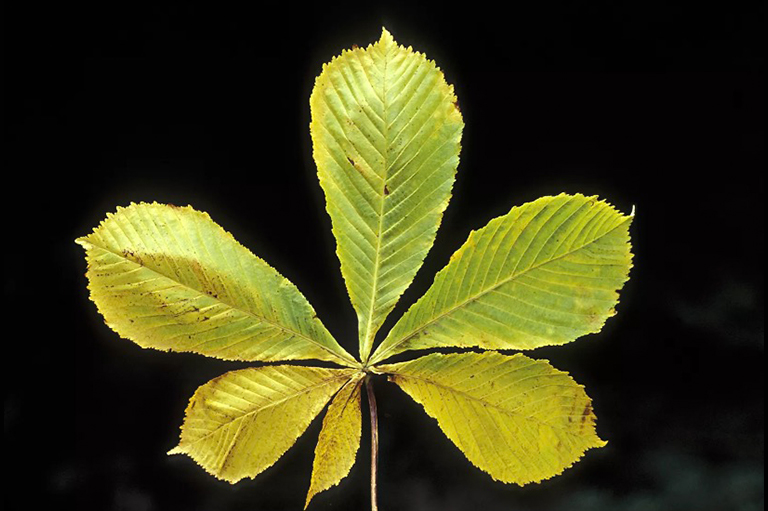 树叶分类.jpg 树叶分类