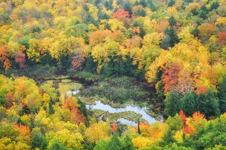 树叶分类.jpg 树叶分类