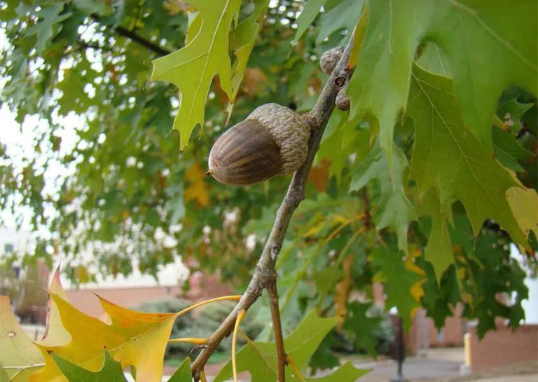 Nuttall橡树和橡子